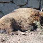 P1060624 のコピー