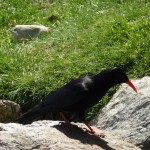 P1060607 のコピー