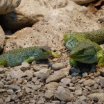 P1060667 のコピー