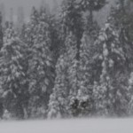 sbnfreerun-back-3