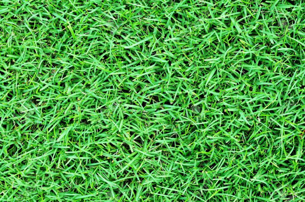 9393123-Green-grass-field-background-Stock-Photo